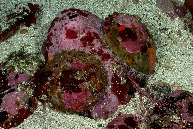 white-abalone_noaa.jpg