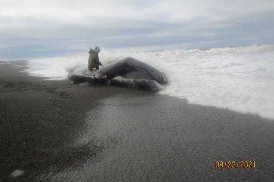 A Tribal member stands next to a stranded bowhead whale that was killed by killer whale predation. Blue sky, white waves, and a dark sand beach.