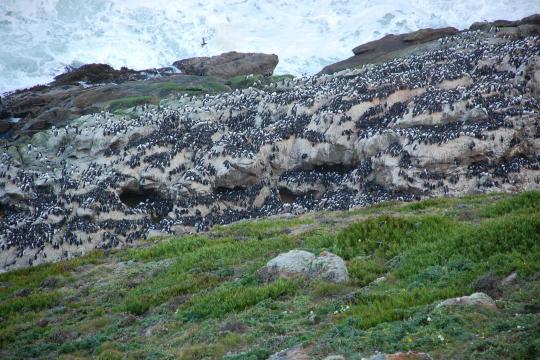 Hundreds of birds on a rocky shore