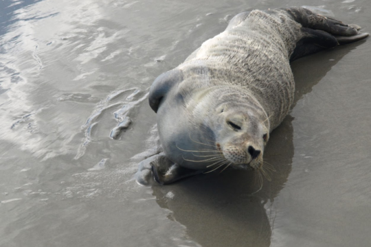 Harbor seal pup