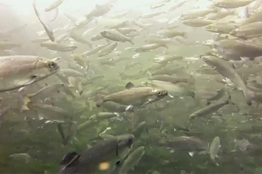 Juvenile Chinook salmon.