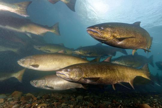 Chinook salmon swimming in a river