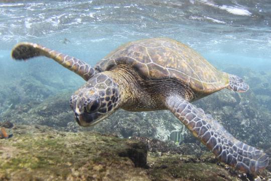 4392x1968-green-turtle-hawaii.jpg