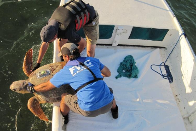 Image of a loggerhead turtle being released