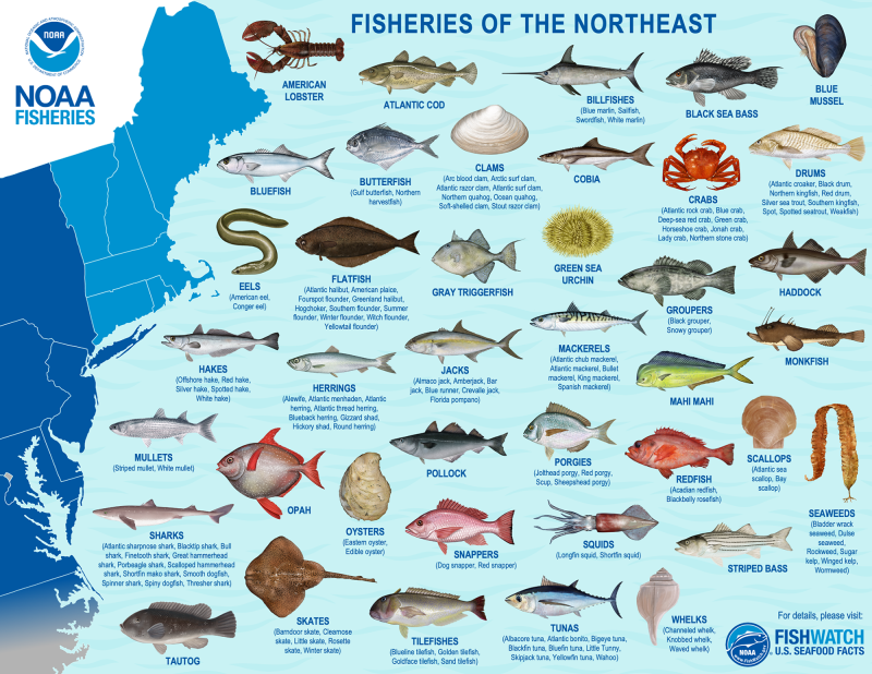 Fisheries of the Northeast map and species images.
