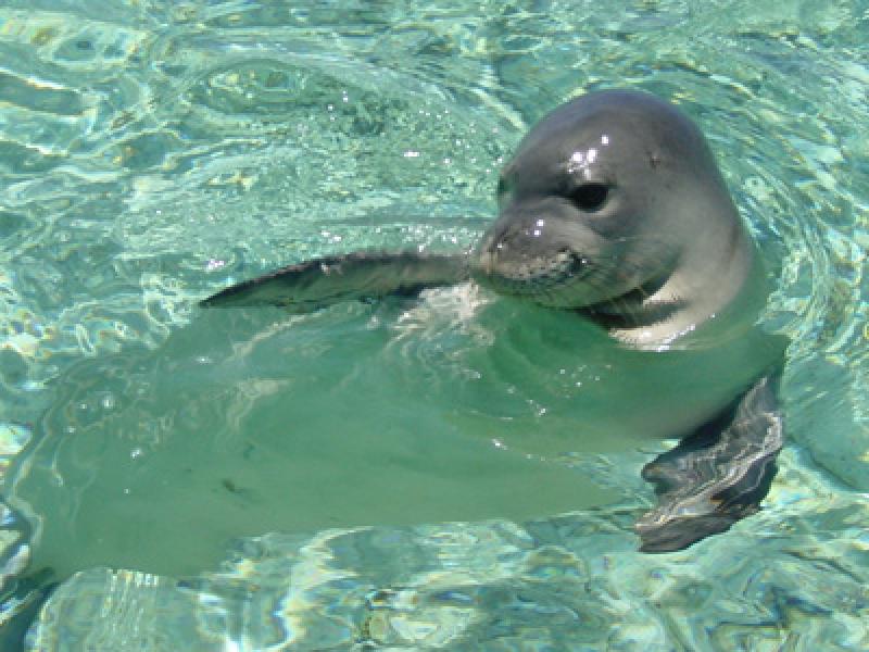 400x300_hawaiianmonkseal1_pifsc.jpg