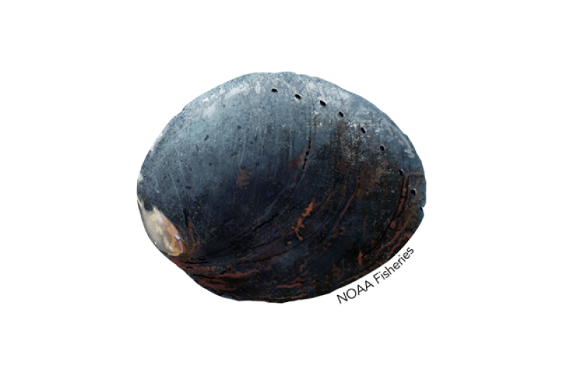 640x427-black-abalone.png
