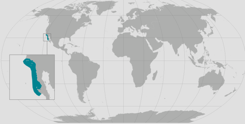 White Abalone Range.png